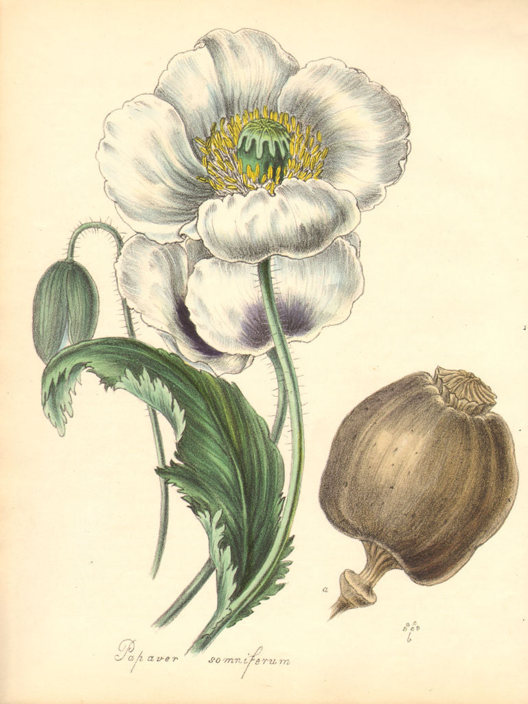 PLANTAE UTILIORES. White Opium Poppy(Papaver Somniferum)Hand colour.BURNETT 1842